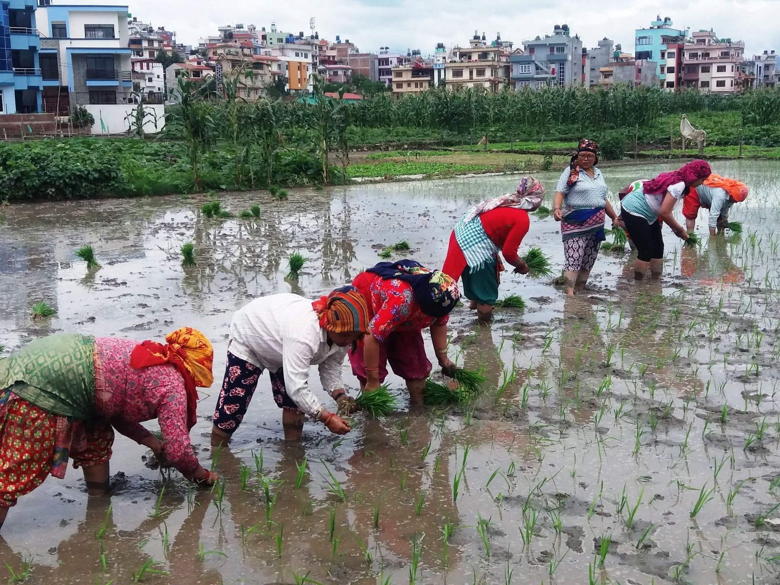 भक्तपुरमा खेतका गरागरामा रोपाईंको रौनक